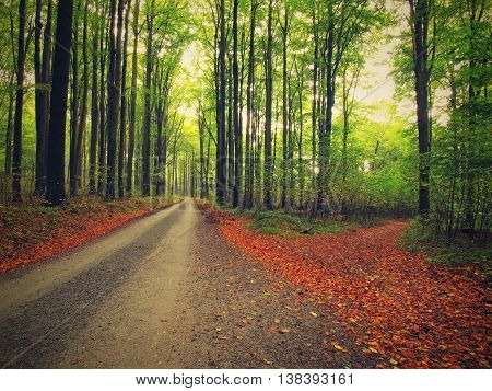 Curved path bellow beech trees at near autumn forest surrounded by fog. Rainy day.