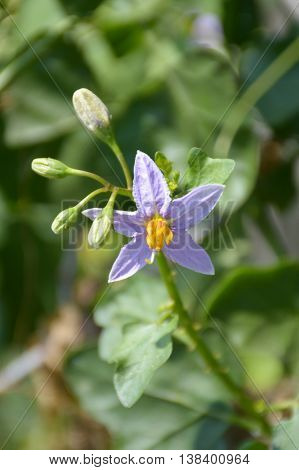 close up Solanum trilobatum flower in nature garden