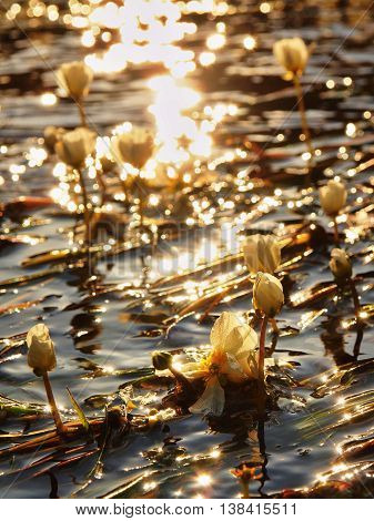 Close up view to stream with blossoms of huge water flower. Stream of clear water is swinging with blooming plants. Sunny summer morning at river.