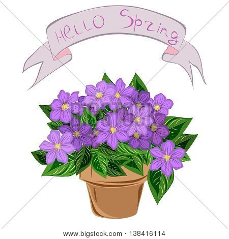 Clematis in a pot, vector image with inscription hello spring