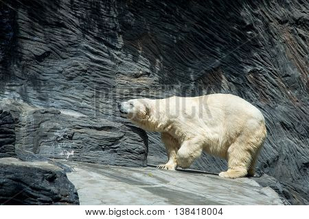 Polar Bear in zoo Czech Republic, summer 2015