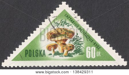 MOSCOW RUSSIA - CIRCA JANUARY 2016: a post stamp printed in POLAND shows a mushroom Lactarius deliciosus the series 