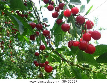 Lots of fresh ripe sour cherry fruit on a tree