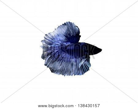 betta halfmoon fighting beautiful fish close up