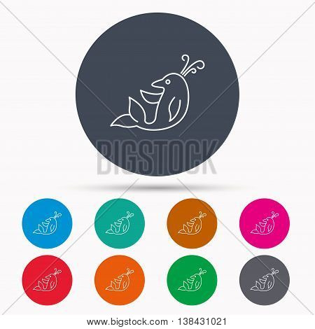 Dolphin icon. Cetacean mammal sign. Delphinidae with fountain symbol. Icons in colour circle buttons. Vector