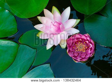 Water lily lotus flower and leaves in pond