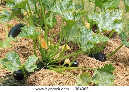 Zucchini in our organic permaculture garden with mulch