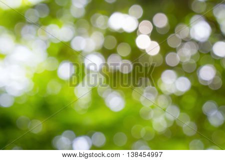 beautiful abstract background blurred bokeh nature defoucused