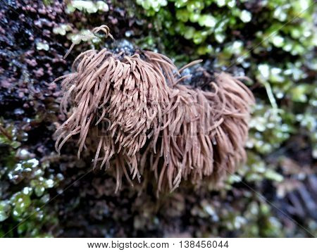 Chocolate Tube Slime Mold - Stemonitis sp.
