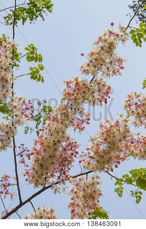 pink and white shower tree flower or horse cassia