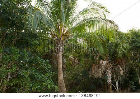 Florida Sanibel and Captiva island coconut palm trees in US