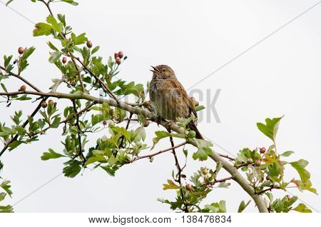 Dunnock (Prunella modularis) bird in song. One of the Accentors (family Prunellidae) with beak open singing from hawthorn branch