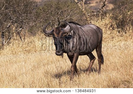 Single Wild Wildebeest In Winter South African Landscape