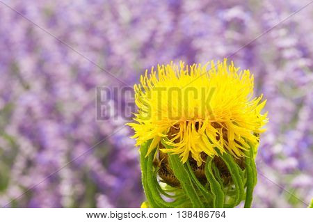Macro of a giant knapweed - Centaurea macrocephala