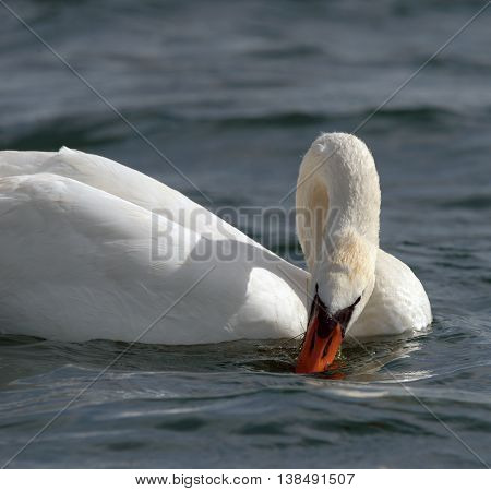 Swans On Big Sea Milada Near Usti Nad Labem City