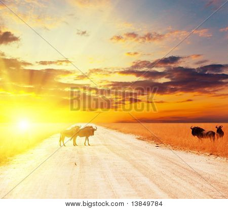 Antilope Gnu Menge