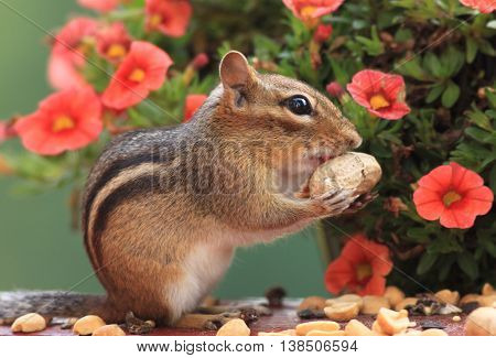 Adorable Eastern Chipmunk about to eat peanut standing in front of pretty petunia flower