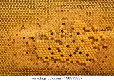 Not capped brood cells of the honey bee