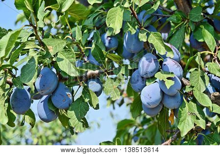 Plum orchard. Fruit growing in Serbia, Europe