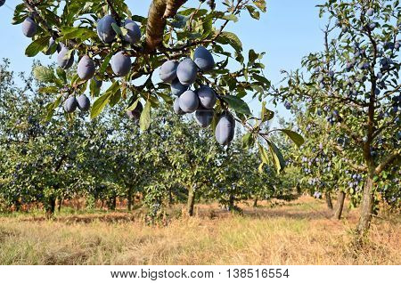 Plum orchard. Fruit growing in Serbia, Europe