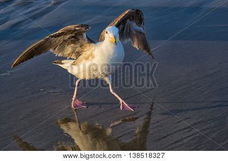 western gull (Larus occidentalis) dancing on the beach