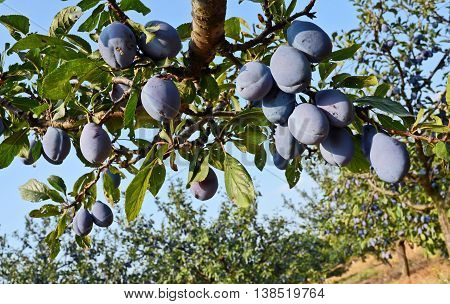 Plum orchard. Fruit growing in Serbia, Europe