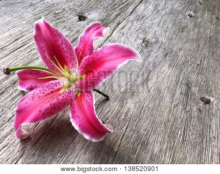 pink liliy flower on wooden background with copy space
