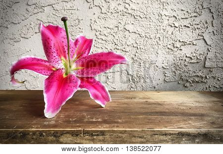 pink liliy flower on old wooden background with copy space