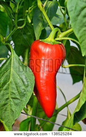 Growing peppers in greenhouse. Small - family business