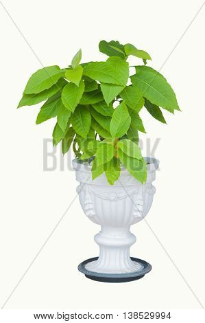 Lettuce tree or Pisonia alba in pots white, isolated on white background.