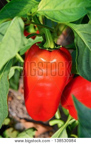 Growing peppers in greenhouse. Small - family business