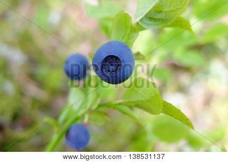 Berry blueberries macro in the forest. Wild edible berries. Blueberry to improve vision. Vitamins in natural form in nature. Picking berries in the summer. In medicine uses the berries and leaves.