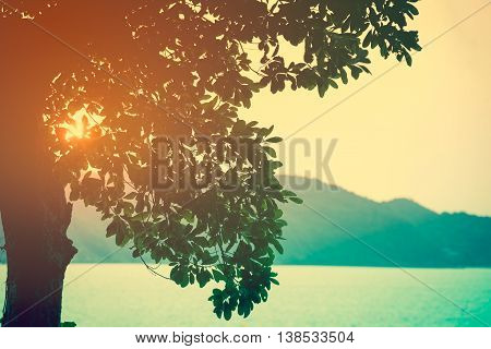 Sunbeam through tree summer nature background. Dramatic colorful scenery. Outdoors in the day time with bright sunlight. Warm tone and vintage picture style.