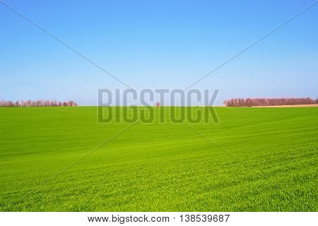 green wheat field against a blue sky