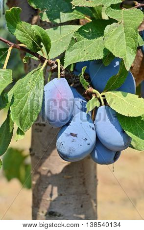 Plum orchard. Fruit growing in Serbia, Europe
