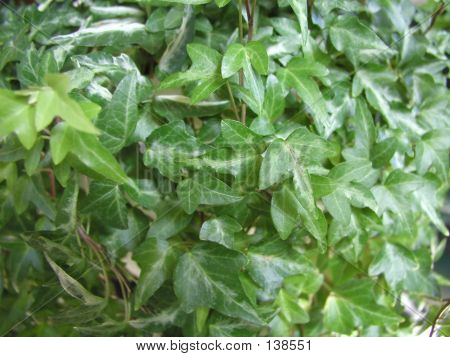 Ivy blade