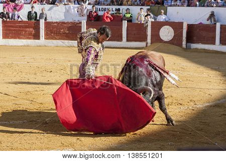 Andujar Jaen province SPAIN - September 12 2008: Spainish bullfighter Finito de Cordoba bullfighting with a crutch in a beautiful pass by low in the Bullring of Andujar Jaen province Andalusia Spain