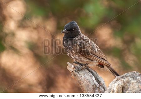 Red vented bulbul or Pycnonotus Cafer bird perched on a tree trunk