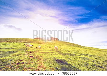 Landscape Scenery Of Green Hill Farmland Valley With Sheep
