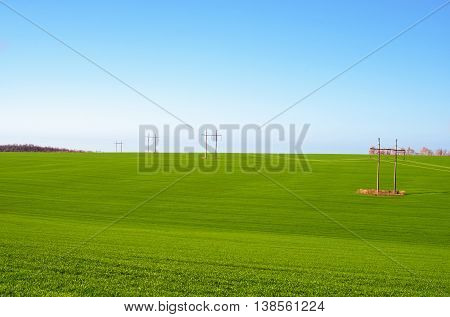 green wheat field against a blue sky