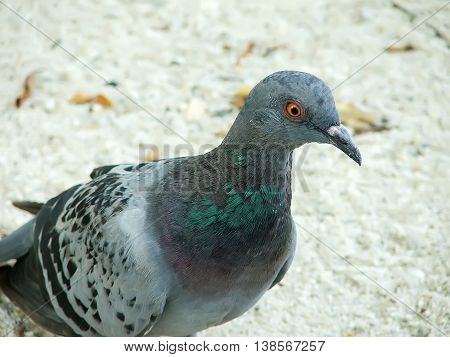 pigeon bird in thailand them live in temple and all building