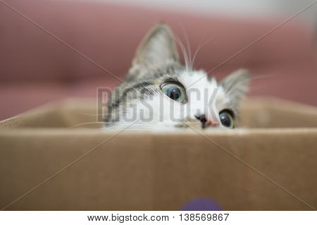 young cat playing in the cardboard box