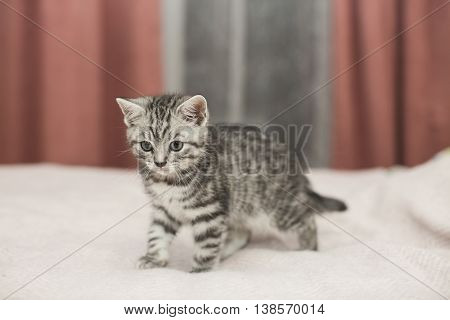 British short hair kitten on the bes