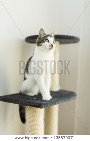 cat sitting on the cat's plush house