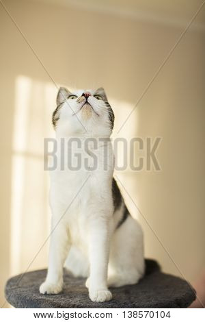 cat sitting on the cat's plush house