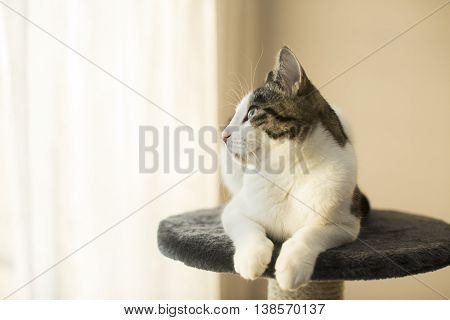 cat sitting on the cat's plush house
