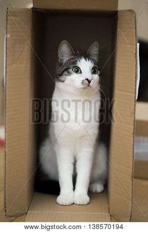domestic cat sitting in the cardboard box