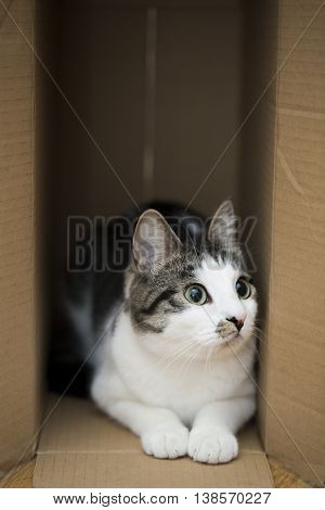 domestic cat sitting in the cardboard box