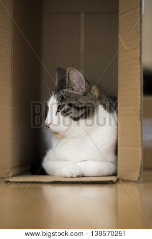 young domestic cat sitting in the cardboard box