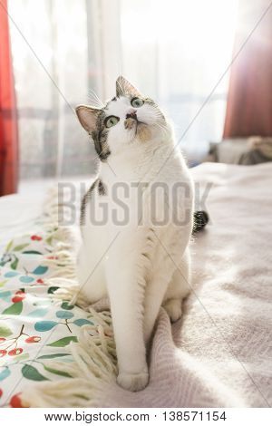 Adult tabby cat sittng on a bed